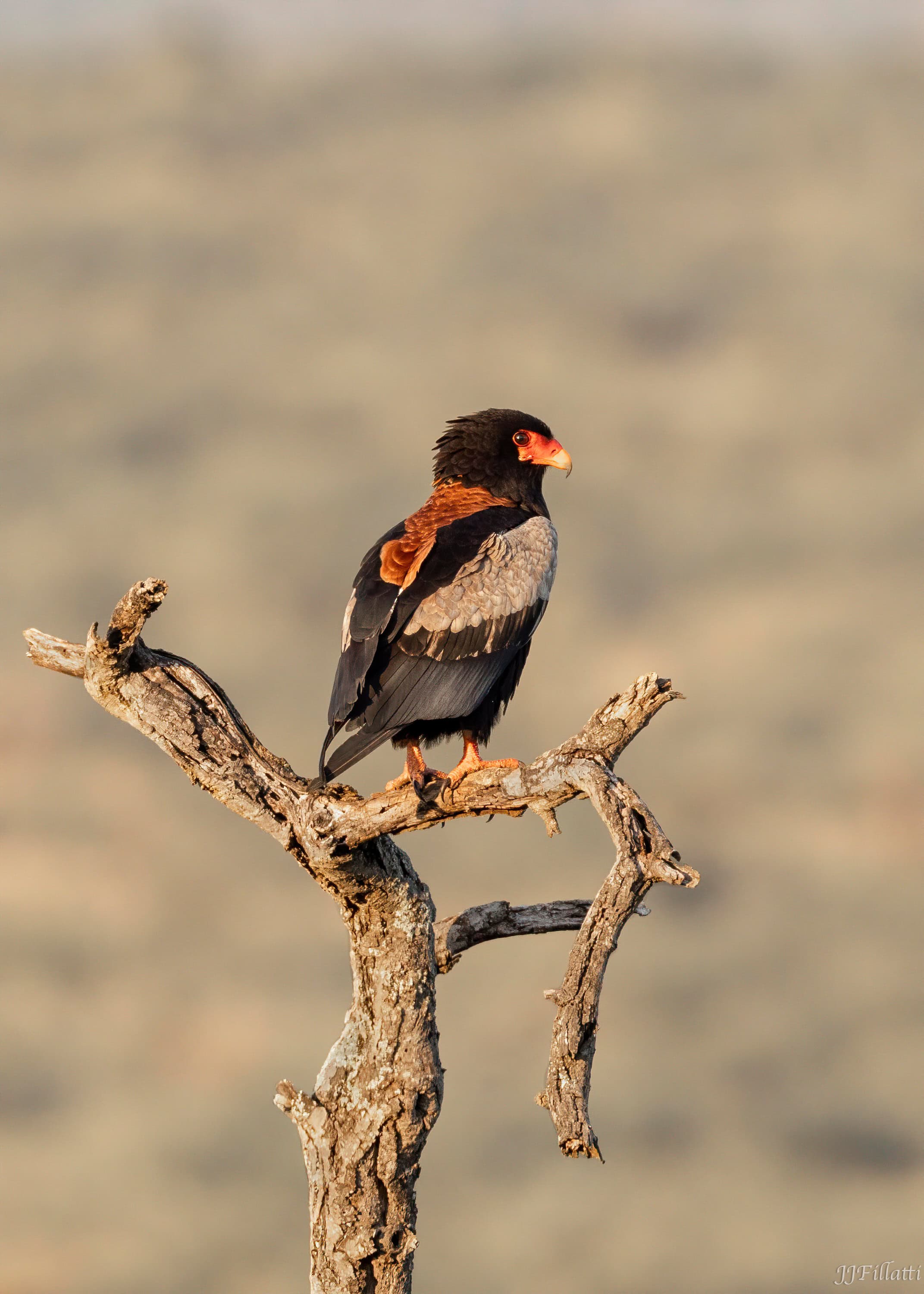 wildlife of Zimanga image 13